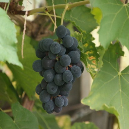 Prachtige druiventros